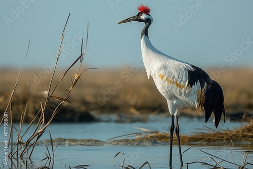 A red-crowned crane stands gracefully in the wetlands