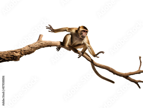 a monkey sitting on a branch