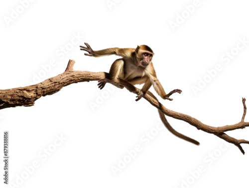 Obraz a monkey sitting on a branch
