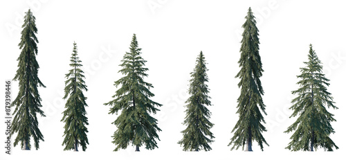 Set of Picea Glauca (the white spruce) blue green fir evergreen pinaceae needled tree isolated png medium and small on a transparent background perfectly cutout