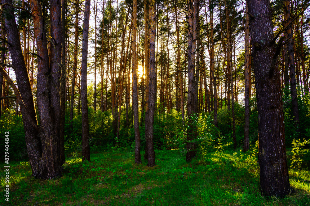 Sunbeams streaming through the pine trees and illuminating the young green foliage on the bushes in the pine forest in spring. Sunbeams streaming through the pine trees and illuminating the young green foliage on the bushes in the pine forest in spring.