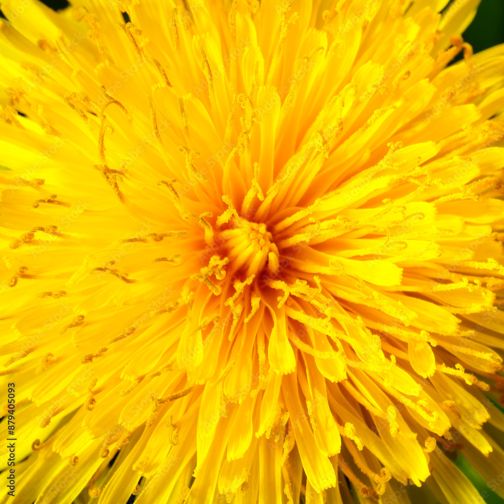Yellow dandelion close-up. Natural background. Yellow dandelion close-up. Natural background.