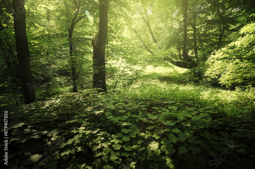 Fototapeta sunlight in green lush woods in summer