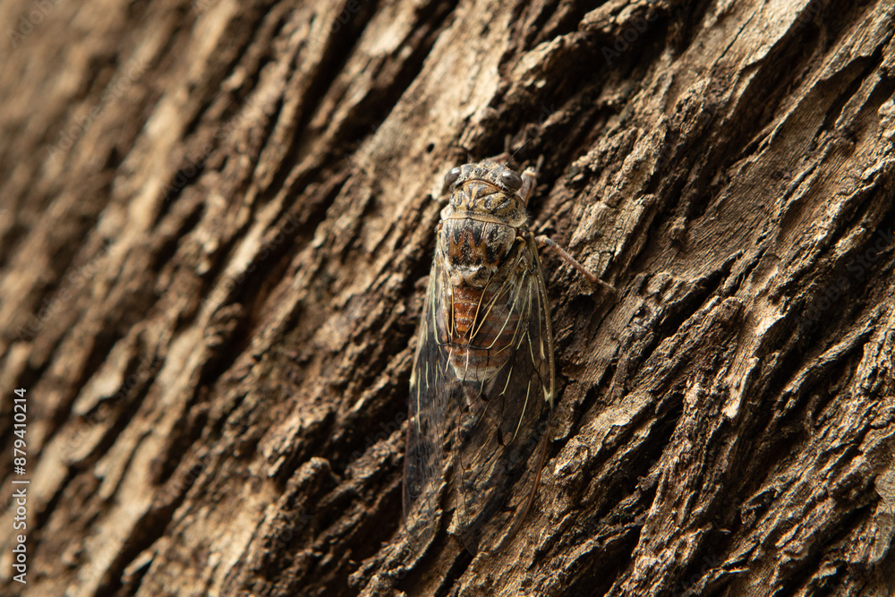 Cicada insect resting on a tree trunk close up Cicada insect resting on a tree trunk close up
