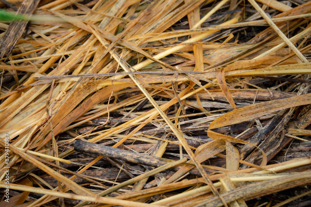 A pile of dry straw, possibly from a straw bale. The pile is scattered and uneven, with some pieces of straw sticking out at odd angles A pile of dry straw, possibly from a straw bale. The pile is scattered and uneven, with some pieces of straw sticking out at odd angles