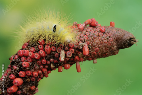 A bright yellow caterpillar of the species Eupterote testacea is eating anthurium seeds. photo