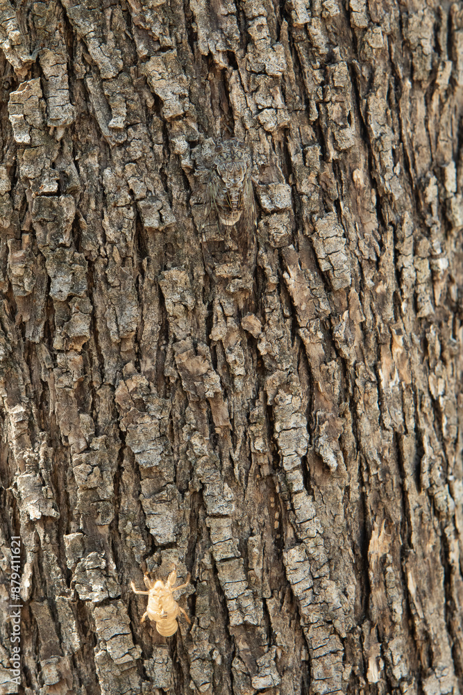 Cicada exoskeleton resting on rough tree bark texture Cicada exoskeleton resting on rough tree bark texture