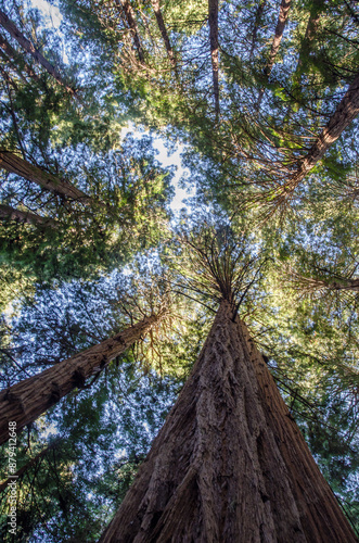 looking up at muir woods san francisco photo