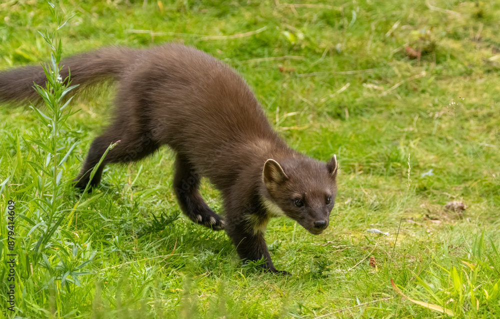 Fototapeta premium Close up of pine marten in the forest