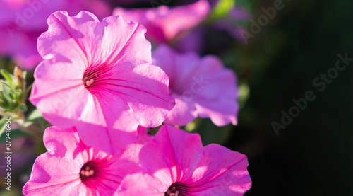 Pink Petunia flowers on a sunny day. Close-up. Natural background. Copy space. Selective focus. © Markoff