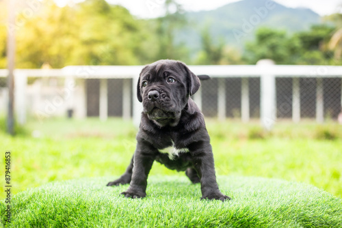 Photography selective focus cute little black dogs Bandogs puppies Neapolitan Mastiff in per