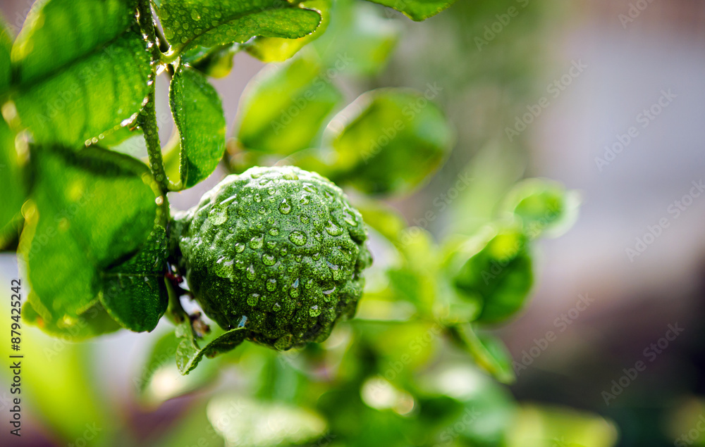 Fresh bergamot fruit and rain drop on bergamot tree in morning Fresh bergamot fruit and rain drop on bergamot tree in morning