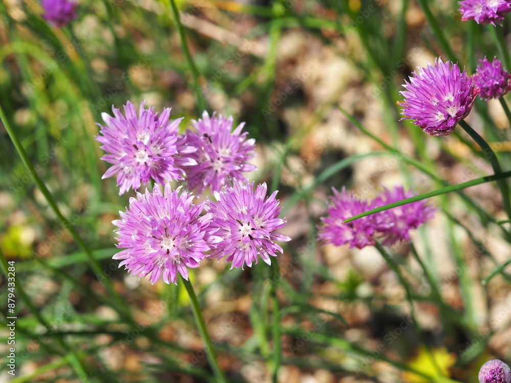 Obraz premium 可愛らしいチャイブの花