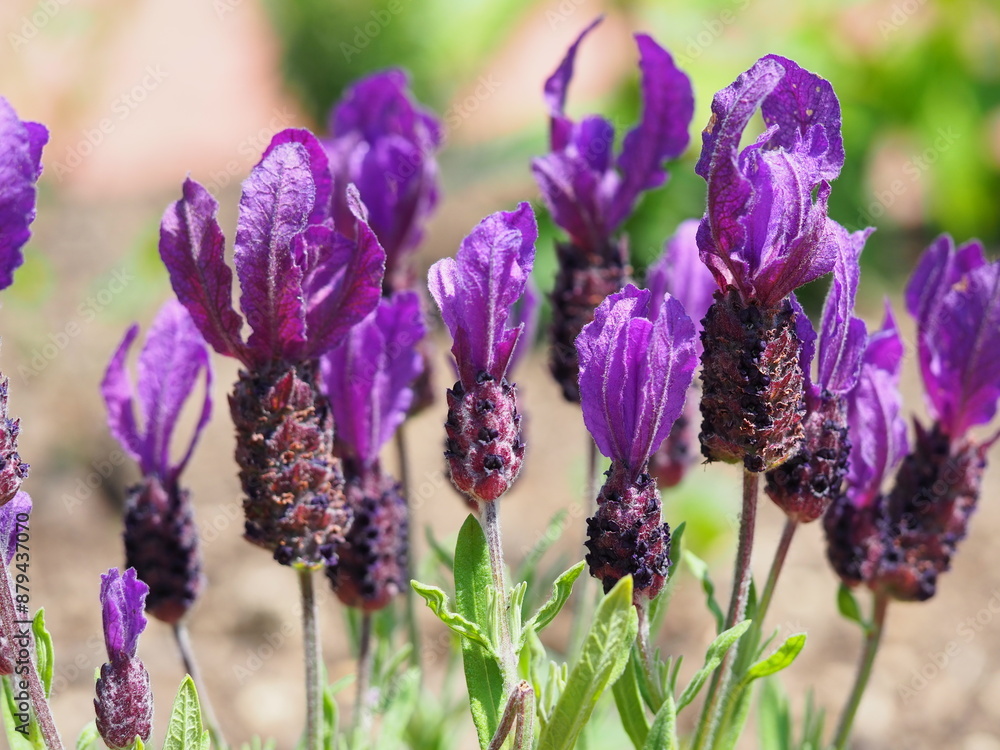 Obraz premium フレンチラベンダーの花