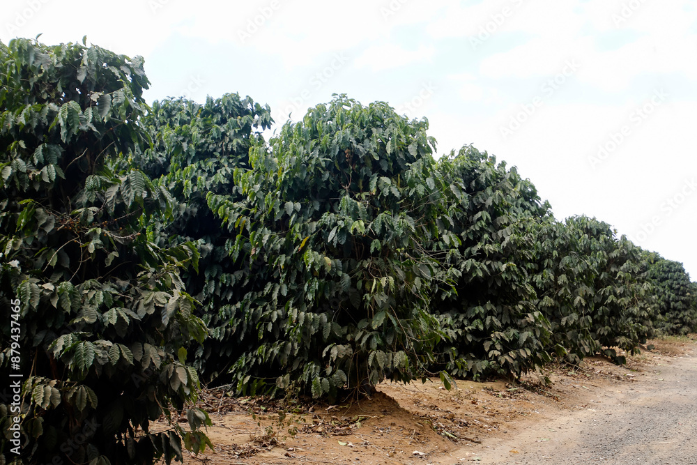 coffee producing field in Brazil Minas Gerais coffee producing field in Brazil Minas Gerais
