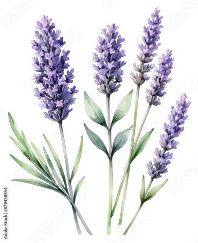 Vector illustration of lavender sprigs, watercolor style