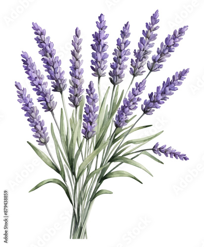 Vector illustration of a bunch of lavender, watercolor style