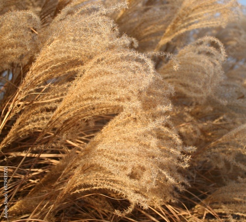 Slika na platnu Miscanthus sinensis 'Graziella'