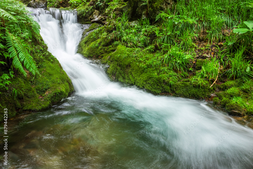 Fototapeta premium waterfall in the forest