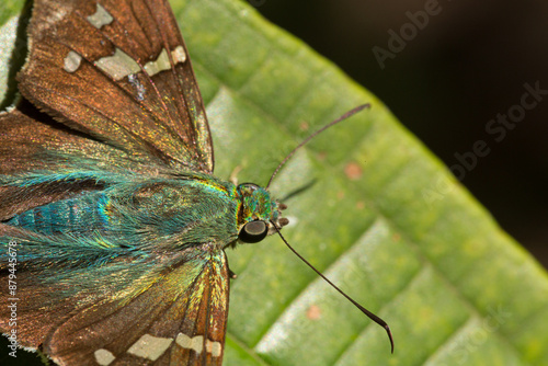 Valokuva Long tailed skipper butterfly perched on vibrant green leaf