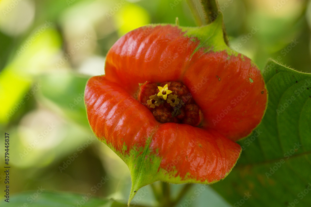 Single red and green tropical flower blooming in the sun Single red and green tropical flower blooming in the sun