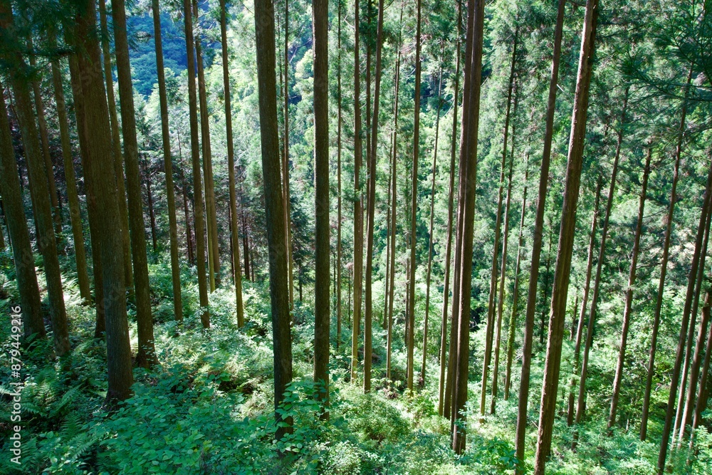 Obraz premium Scenery of a forest in the mountains of Kochi