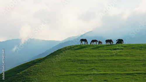 group of free-range horses are grazing on top of green jailoo mountain hill at sunny spring day in Kyrgyzstan, orbiting arc drone camera movement photo