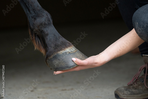 human hand and horse hoof friendship Ferrier companion