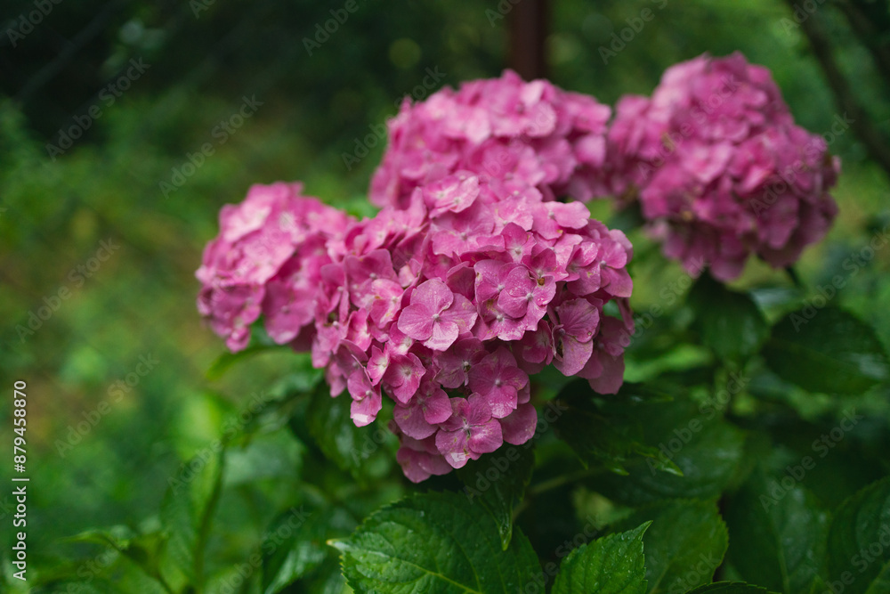 Pink hydrangea, close-up. Flowering bush. Huge hydrangea in the front garden. Flowering purple and pink hydrangea. High quality photo Pink hydrangea, close-up. Flowering bush. Huge hydrangea in the front garden. Flowering purple and pink hydrangea. High quality photo