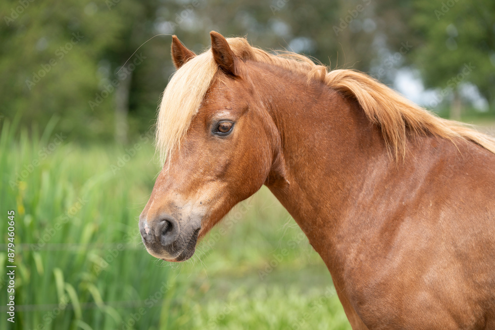 brown little cute pony animal head portrait brown little cute pony animal head portrait