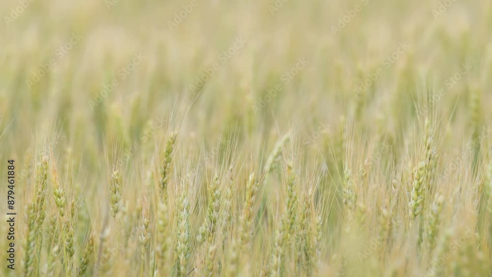 Evening video of green wheat spikelets swinging on wind. Non ripe agricultural field of bread in summer day, close up of wheat ears Evening video of green wheat spikelets swinging on wind. Non ripe agricultural field of bread in summer day, close up of wheat ears