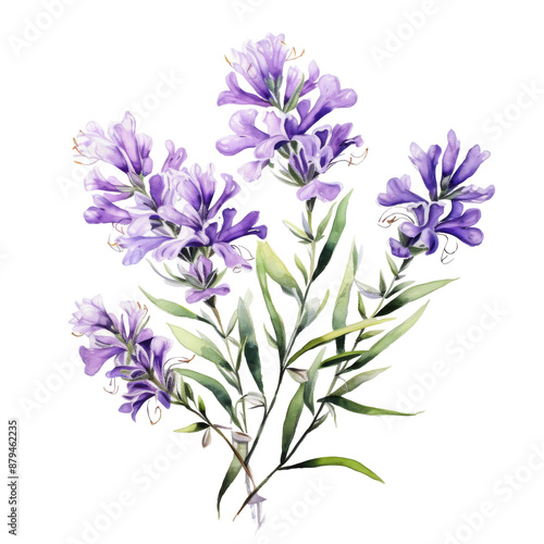 Watercolor Lavender Stems on white Background photo