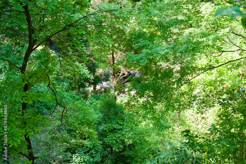 Landscape of leaves with fresh green in May Landscape of leaves with fresh green in May