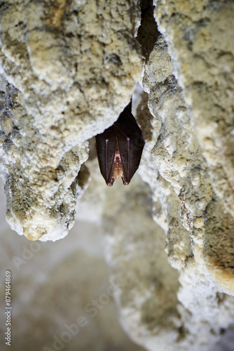 Lesser horseshoe bat hanging in a  cave (Rhinolophus hipposideros)
