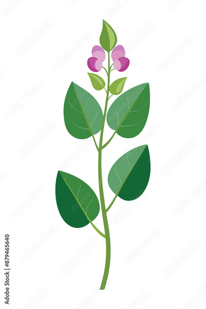 Hyacinth Bean plant minimal design vector illustration Hyacinth Bean plant minimal design vector illustration