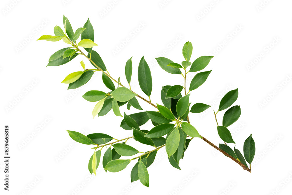 branch and green leaf isolated on white background branch and green leaf isolated on white background