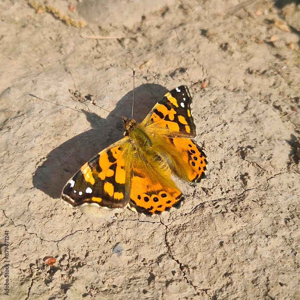 Butterfly spreading its wings in the sun