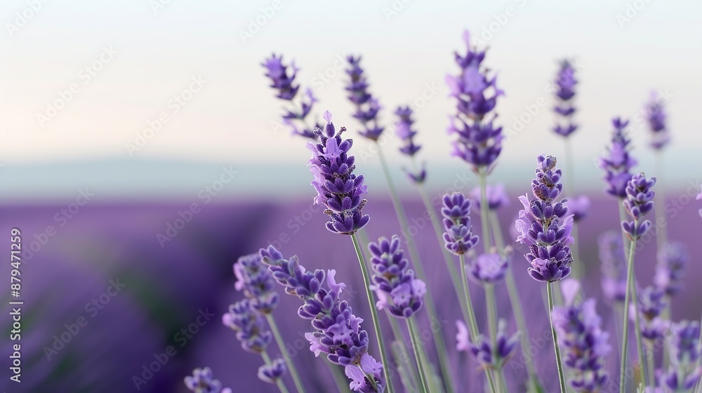 Abstract background of colorful nature scenes featuring vibrant floral patterns of lavender fields where the purple blooms stretch out creating a vast and aromatic landscape Illustration, Image, , Abstract background of colorful nature scenes featuring vibrant floral patterns of lavender fields where the purple blooms stretch out creating a vast and aromatic landscape Illustration, Image, ,