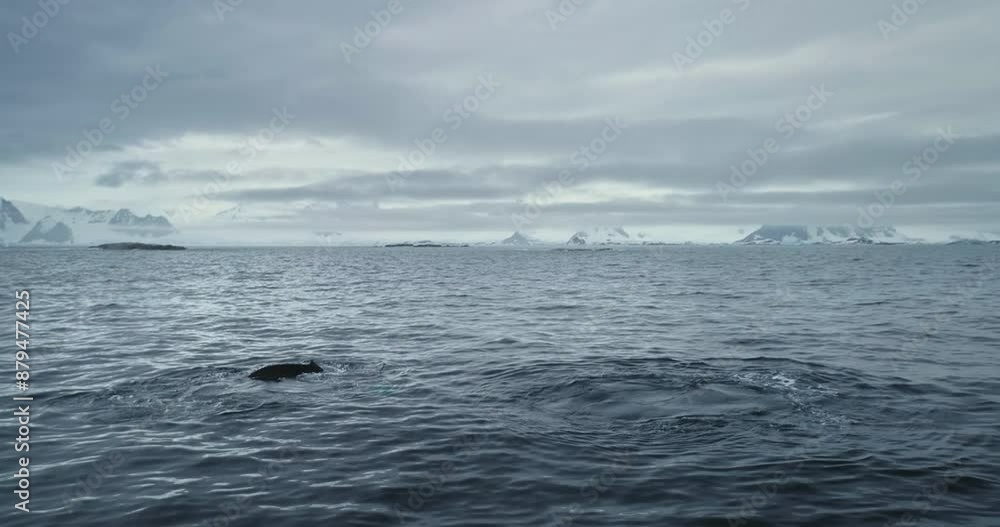 Huge humpback whale show tail while swimming in Antarctic polar ocean. Expeditions and adventures in Antarctica. Explore wildlife rare species. South Pole, travel, science expedition. Wild nature Huge humpback whale show tail while swimming in Antarctic polar ocean. Expeditions and adventures in Antarctica. Explore wildlife rare species. South Pole, travel, science expedition. Wild nature