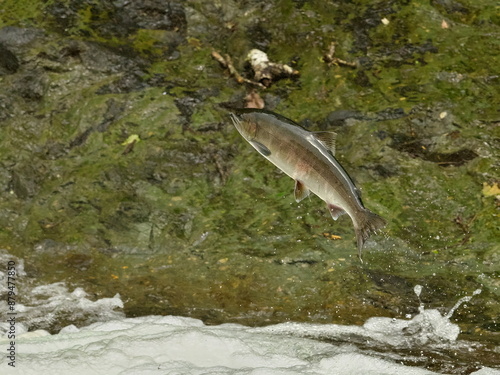 Eastern Hokkaido, cherry blossom trout swimming upstream