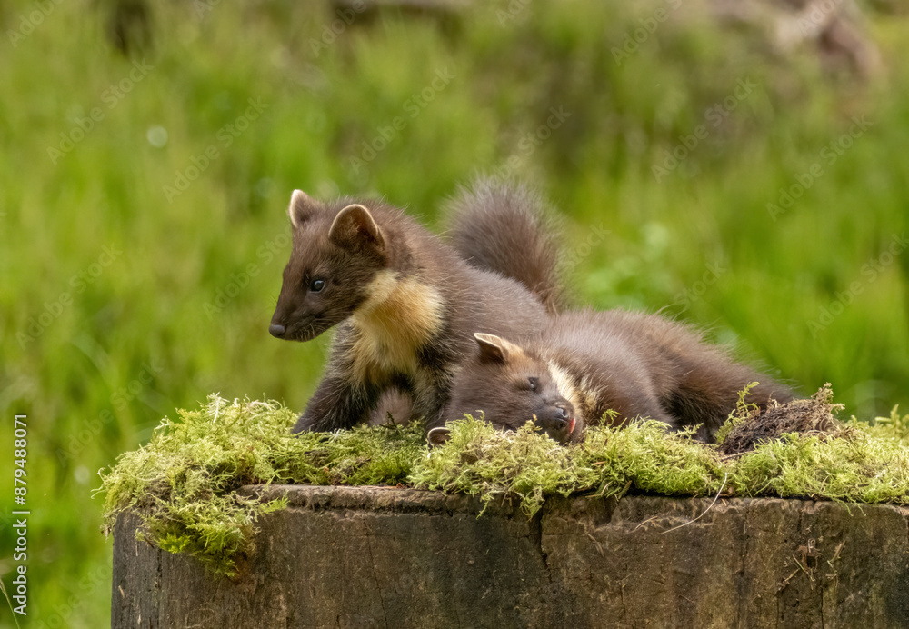 Young pine marten kits playing together in the forest Young pine marten kits playing together in the forest