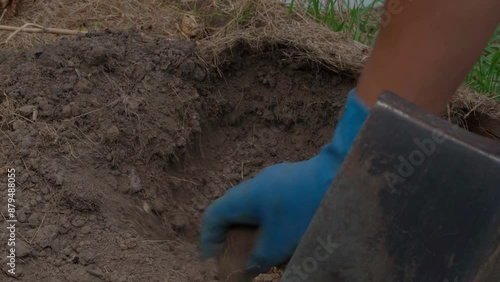 Good potato roots hidden in the soil of the garden are found by a gloved hand, close-up. Harvesting white potatoes