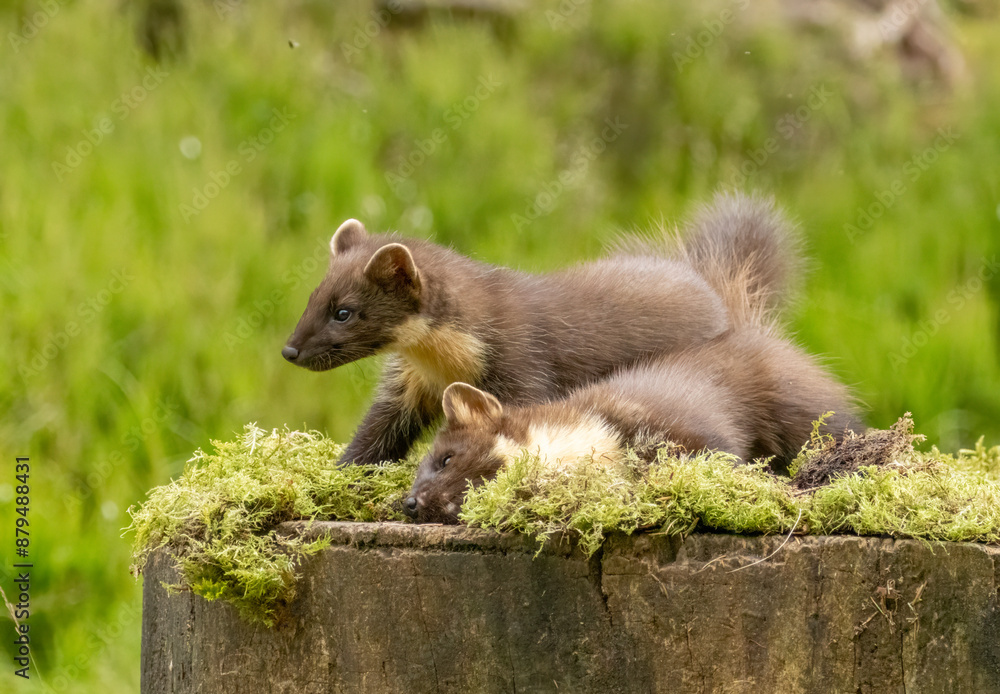 Young pine marten kits playing together in the forest Young pine marten kits playing together in the forest