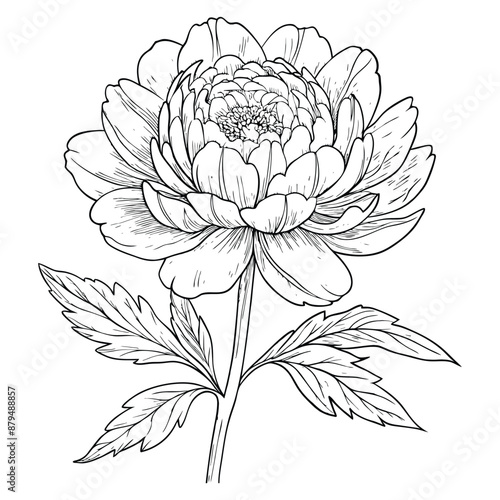 Wildflower peony in a vector style isolated. Full name of the plant: peony. Vector flower for background, texture, wrapper pattern, frame or border.