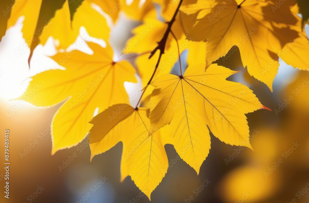 Yellow maple leaves on a tree on an autumn sunny day. Soft warm autumn background Yellow maple leaves on a tree on an autumn sunny day. Soft warm autumn background