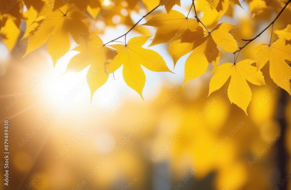 Yellow maple leaves on a tree on an autumn sunny day. Soft warm autumn background, copy space Yellow maple leaves on a tree on an autumn sunny day. Soft warm autumn background, copy space