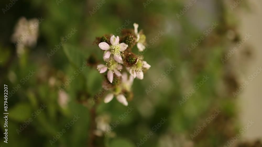 Immature blackberries growing in a field. High quality FullHD footage Immature blackberries growing in a field. High quality FullHD footage