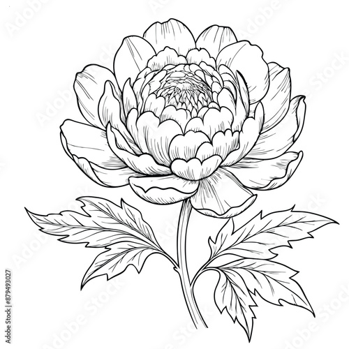 Wildflower peony in a vector style isolated. Full name of the plant: peony. Vector flower for background, texture, wrapper pattern, frame or border.