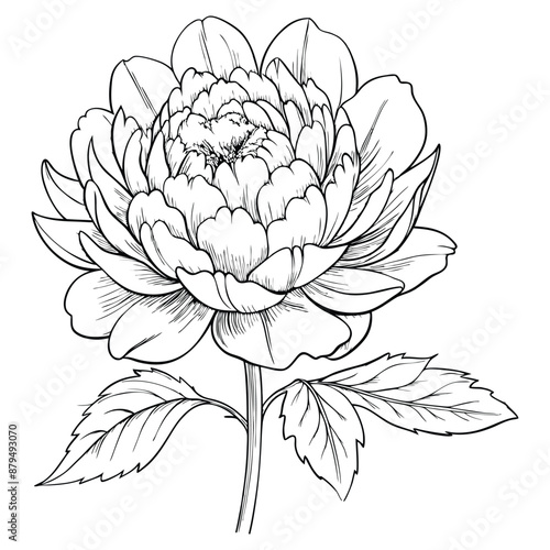 Wildflower peony in a vector style isolated. Full name of the plant: peony. Vector flower for background, texture, wrapper pattern, frame or border.
