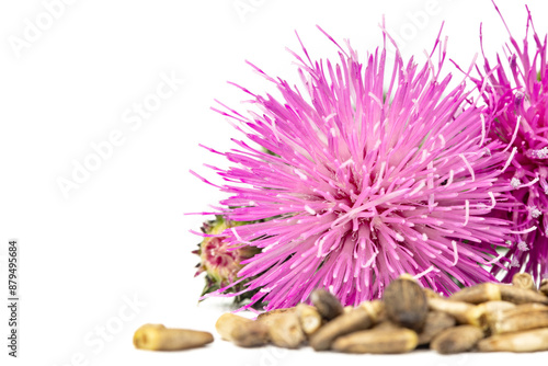 Wallpaper Mural Silybum marianum herb seeds and flowers.Seeds of a milk thistle on white background.Alternative medicine concept on a white wooden table, selective focus. Torontodigital.ca